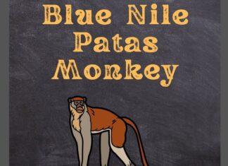 Blue Nile Patas Monkey