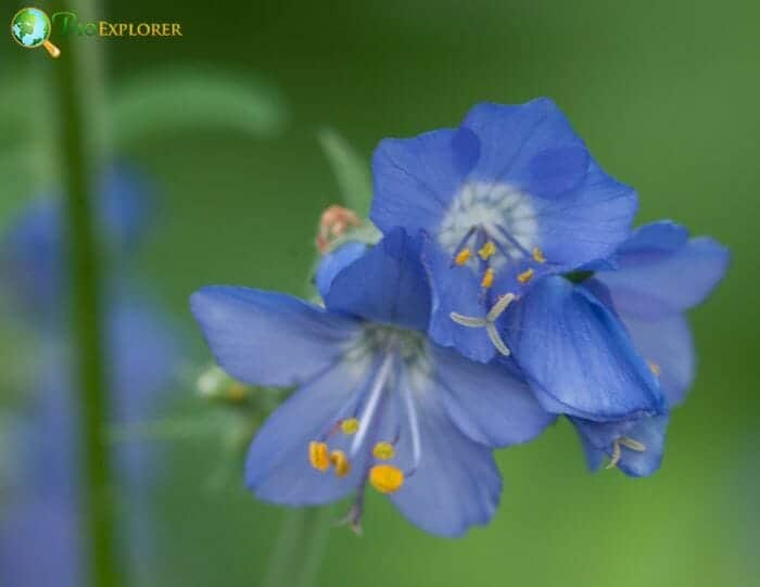 Blue Polemonium Flowers Blue Polemonium Flowers