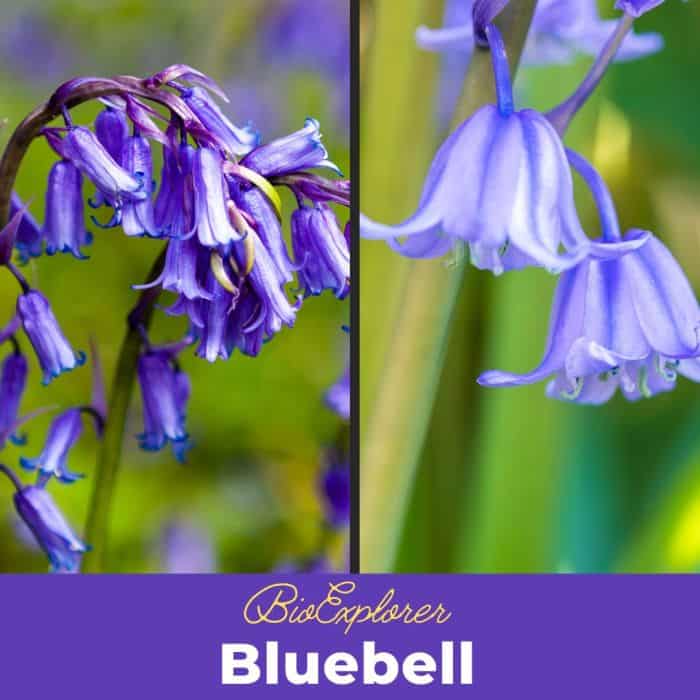 Bluebell Flower Bluebell Flower