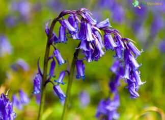 Bluebell Flower