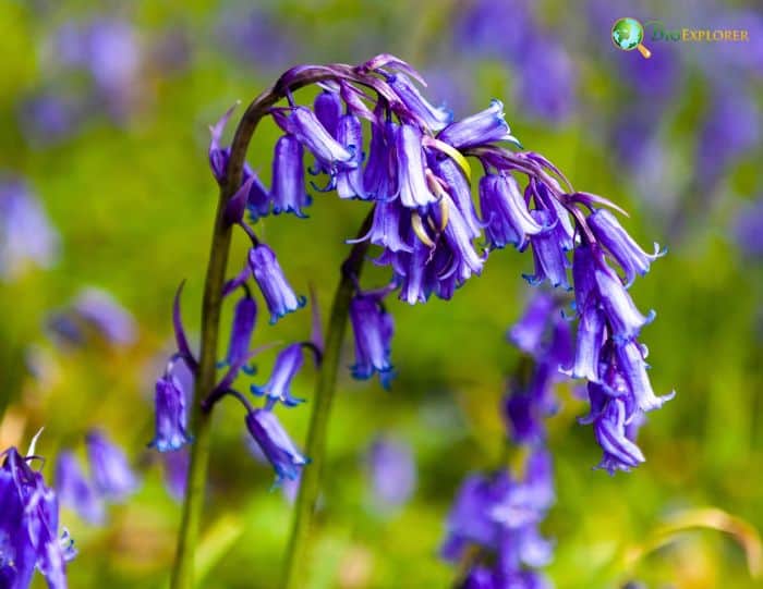 Bluebell Flower