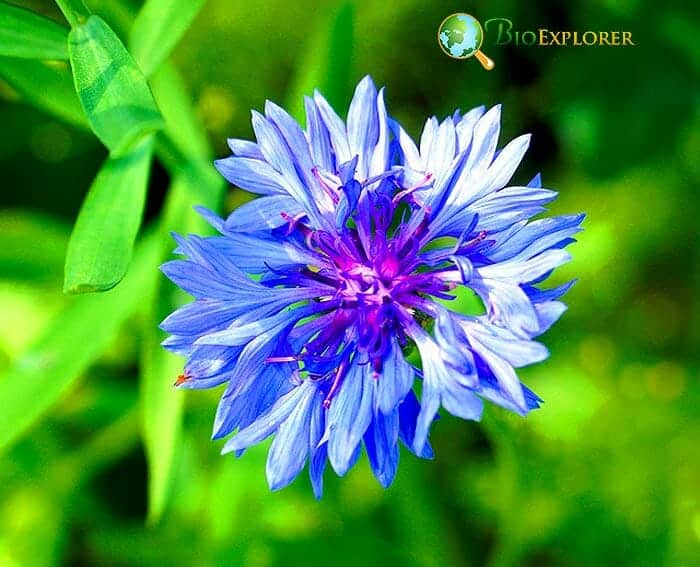 Bluebottle Flower Bluebottle Flower