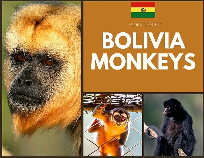 Bolivian Monkeys
