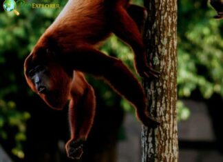 Bolivian Red Howler