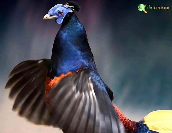 Bornean crested fireback spreading wings with deep blue-black plumage, fiery orange belly, pale blue face, and raised crest