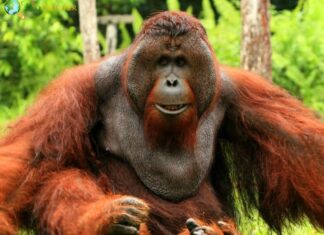 Bornean Orangutan