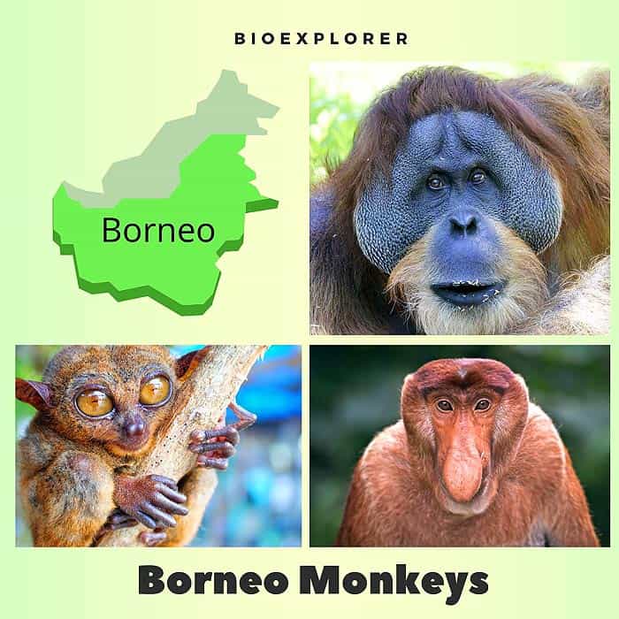 Borneo Monkeys & Apes