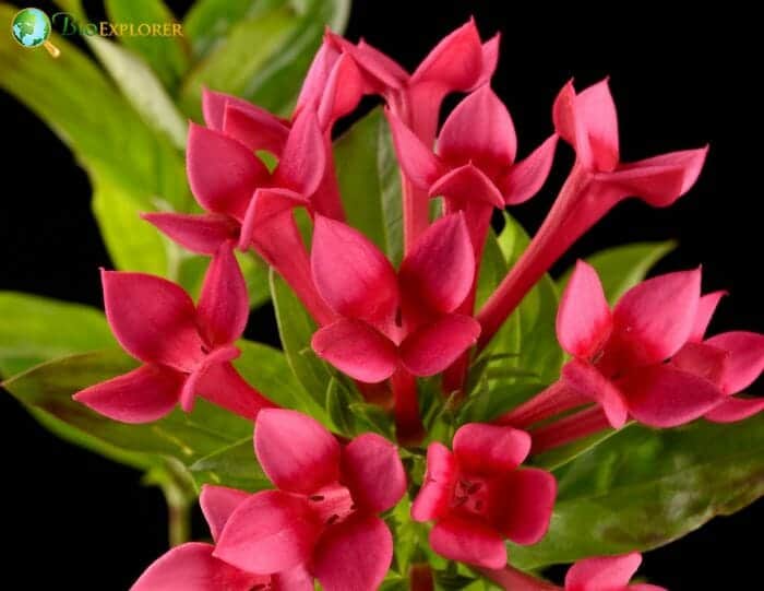 Bouvardia Flowers Bouvardia Flowers