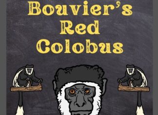 Bouvier’s Red Colobus