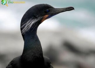 Brandt's Cormorant