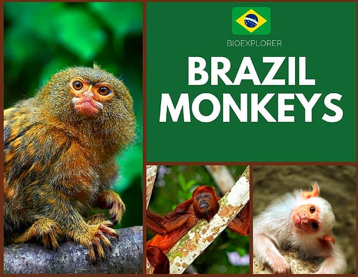 Brazilian Monkeys