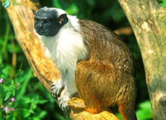 Brazilian Bare-Faced Tamarin