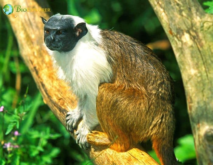 Brazilian Bare-Faced Tamarin