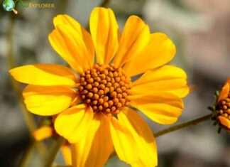 Brittlebush