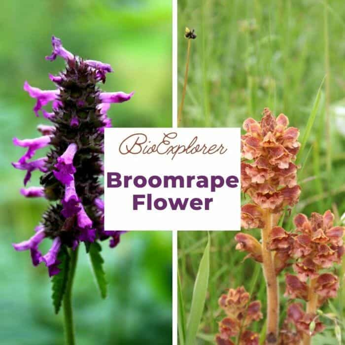 Broomrape Broomrape