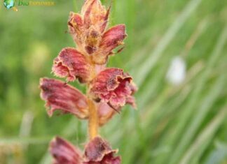 Broomrape