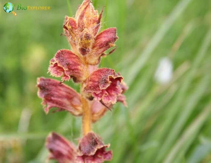 Broomrape