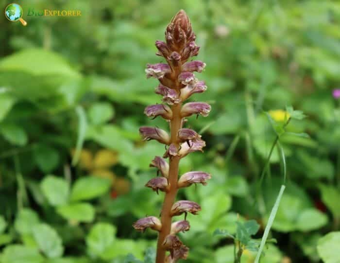 Broomrape Flowers Broomrape Flowers