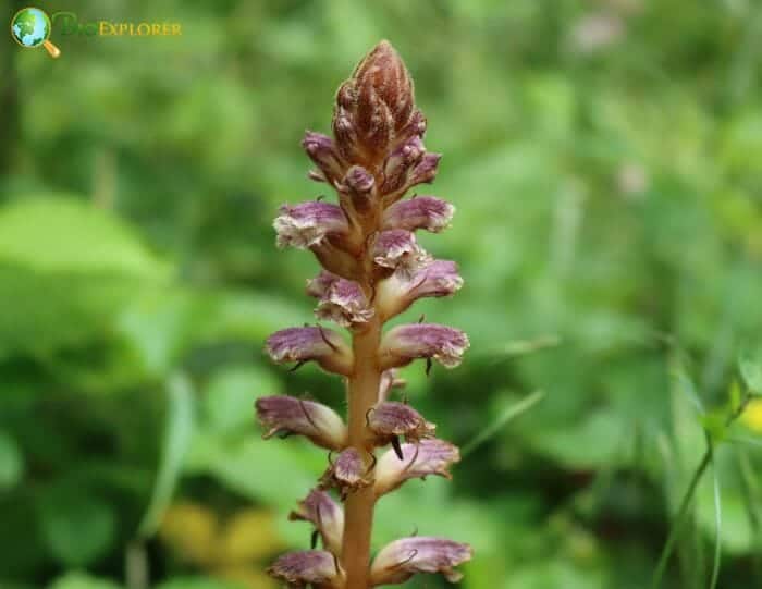 Broomrape Broomrape