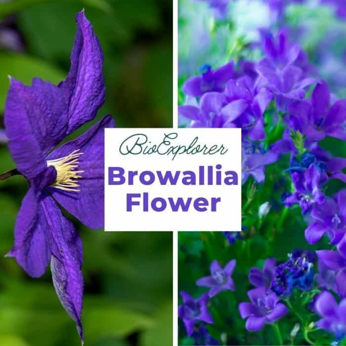 Browallia Browallia