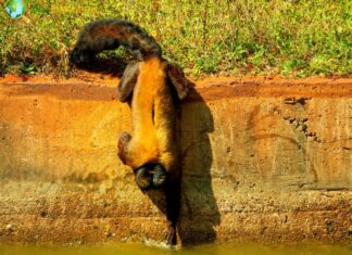 Brown-backed Bearded Saki