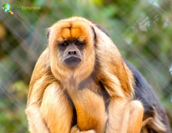 Brown Howler Monkey
