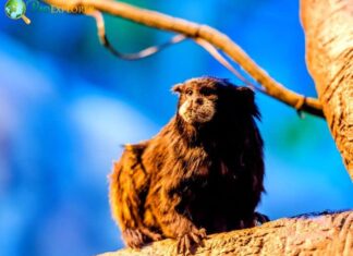 Brown-mantled Tamarin