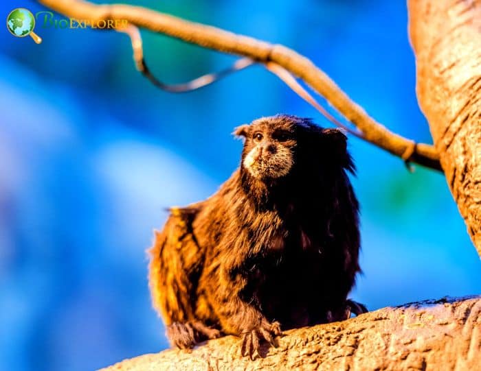 Brown-mantled Tamarin