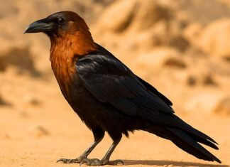Brown-necked Raven