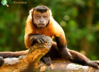 Brown Weeper Capuchin