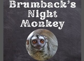Brumback’s Night Monkey
