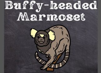 Buffy-headed Marmoset