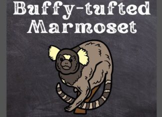 Buffy-tufted Marmoset