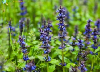 Bugleweed