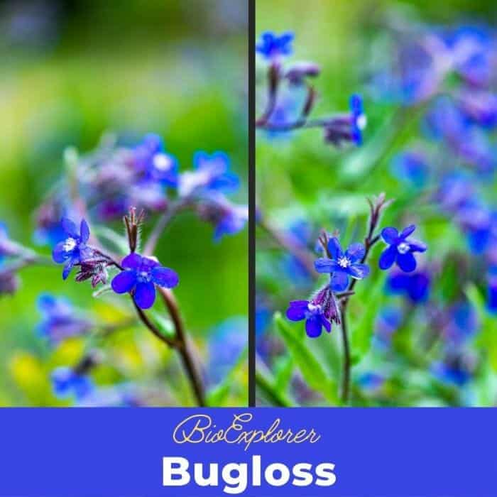 Bugloss Bugloss