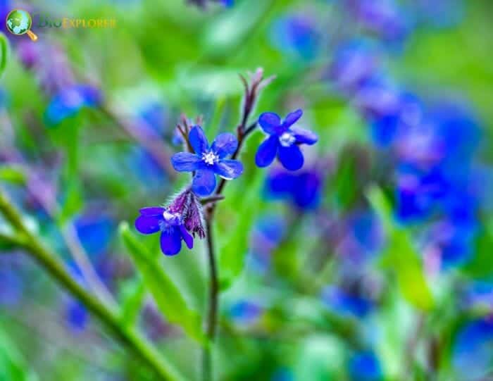 Bugloss Flowers Bugloss Flowers