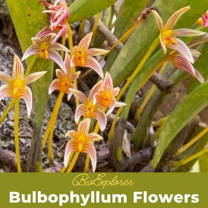 Bulbophyllum Bulbophyllum