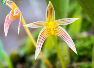 Bulbophyllum