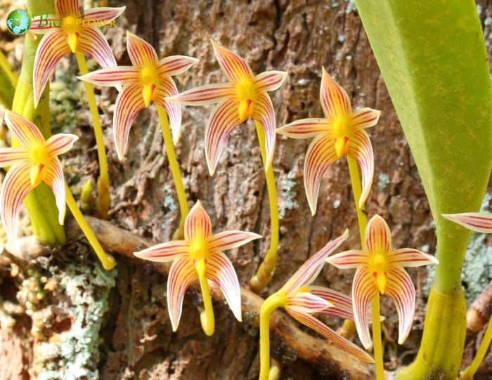 Bulbophyllum Flowers Bulbophyllum Flowers