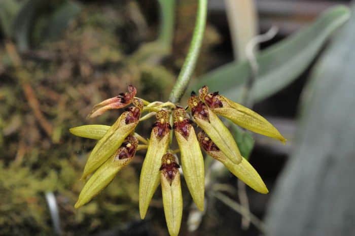 Bulbophyllum Genus Flowers Bulbophyllum Genus Flowers