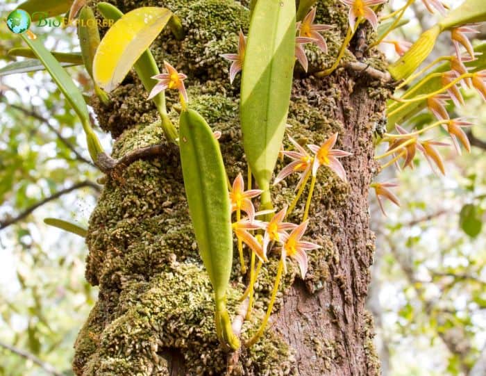 Bulbophyllum Bulbophyllum