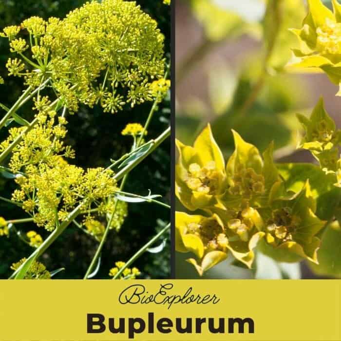 Bupleurum Bupleurum