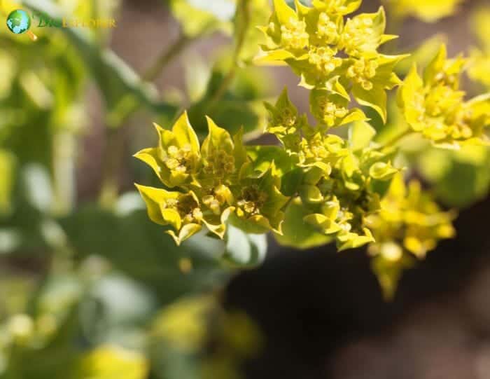Bupleurum Flowers Bupleurum Flowers