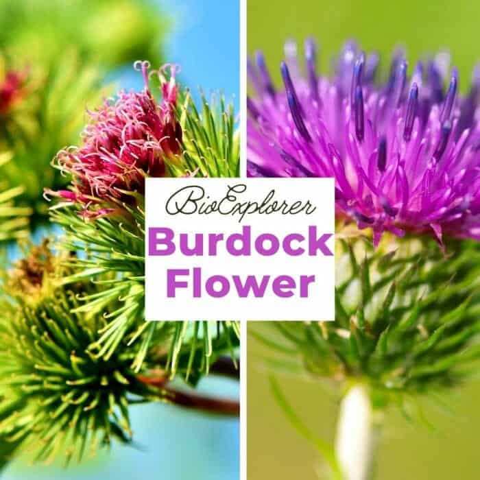 Burdock Flowers Burdock Flowers