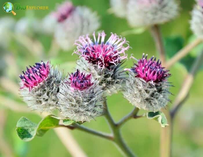 Burdock Flowers Burdock Flowers
