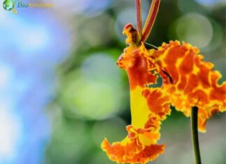 Butterfly Orchid