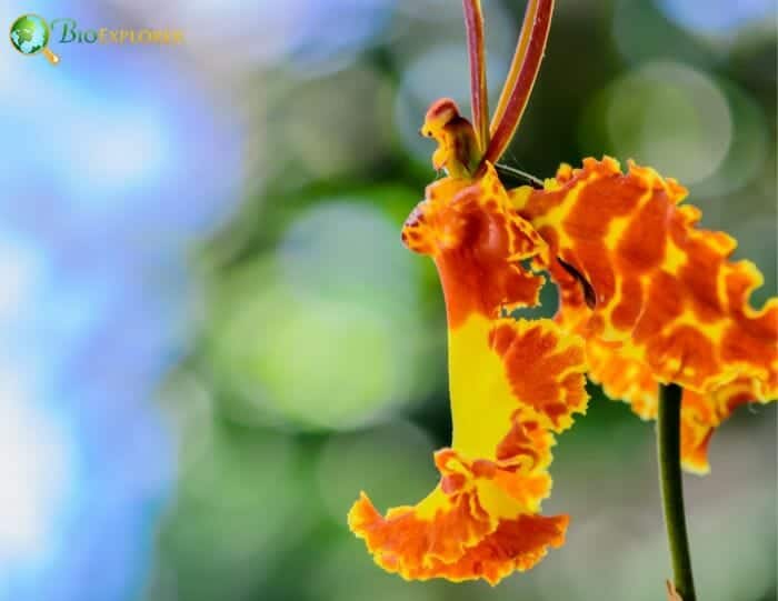 Butterfly Orchid