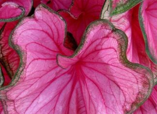 Caladium