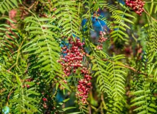 California Pepper Berry