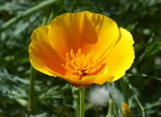 California Poppy